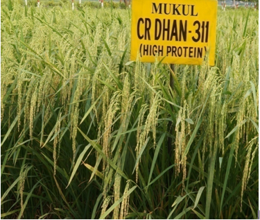 Mukul CR Dhan -311(high protein)