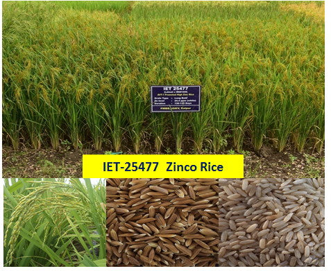 IET-25477 Zinco Rice