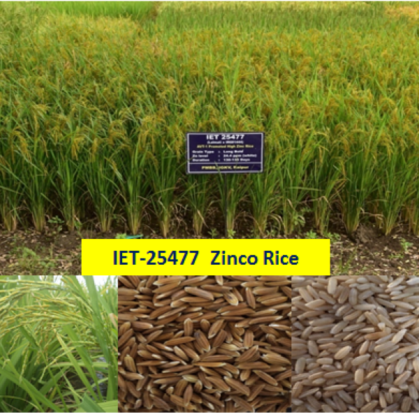 IET-25477 Zinco Rice