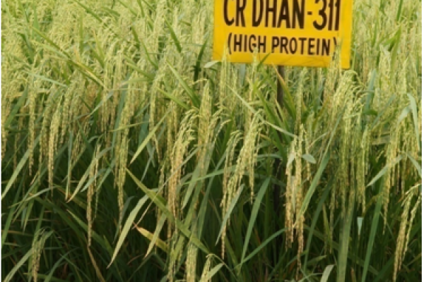 Mukul CR Dhan -311(high protein)
